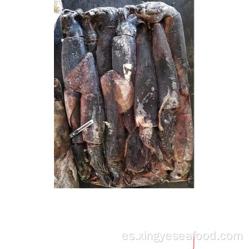 Dosidicus gigas congelados Gigas Squid 500-1000G